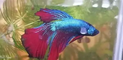 Beta ribica