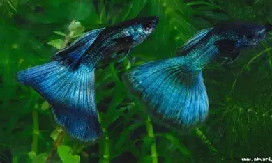 Gupi ribica