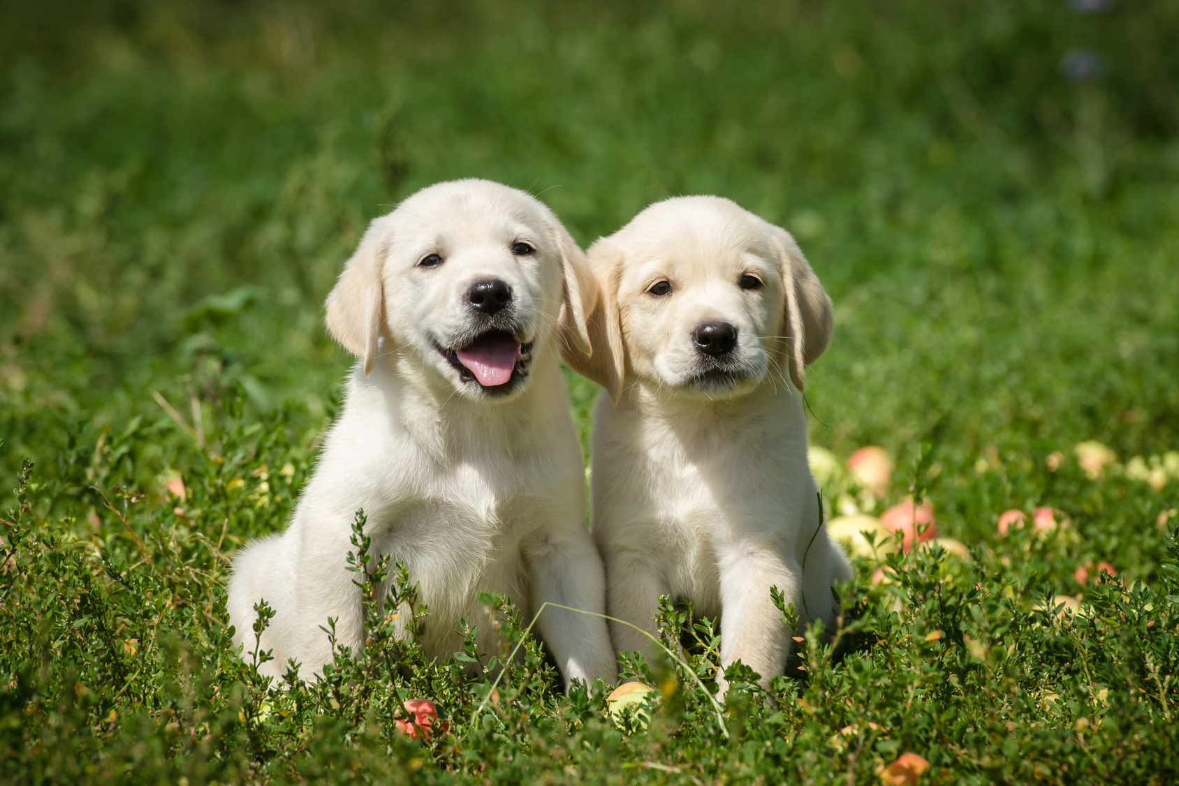 Labrador retriver