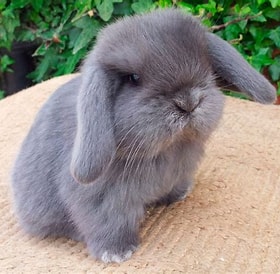 Mini Lop zec